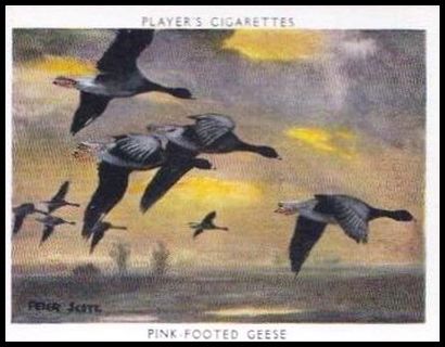 37PW 13 Pink Footed Goose.jpg